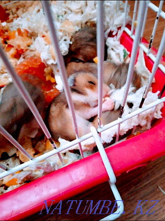 small hamsters for sale Semey - photo 1