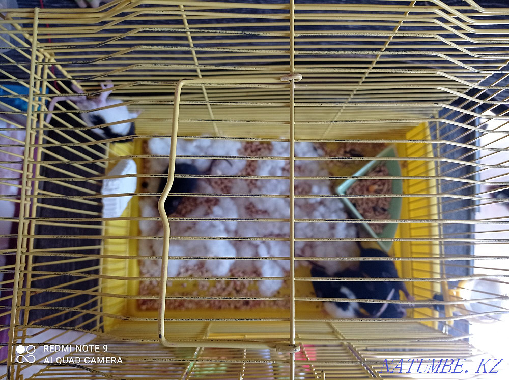 Продам крысок дамбо! Усть-Каменогорск - изображение 2