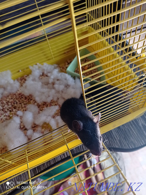 Продам крысок дамбо! Усть-Каменогорск - изображение 1