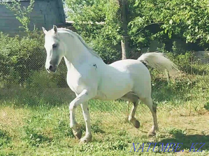 Arab Aigyr Satylads Shymkent - photo 6