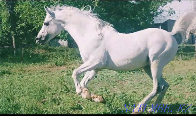 Arab Aigyr Satylads Shymkent - photo 1