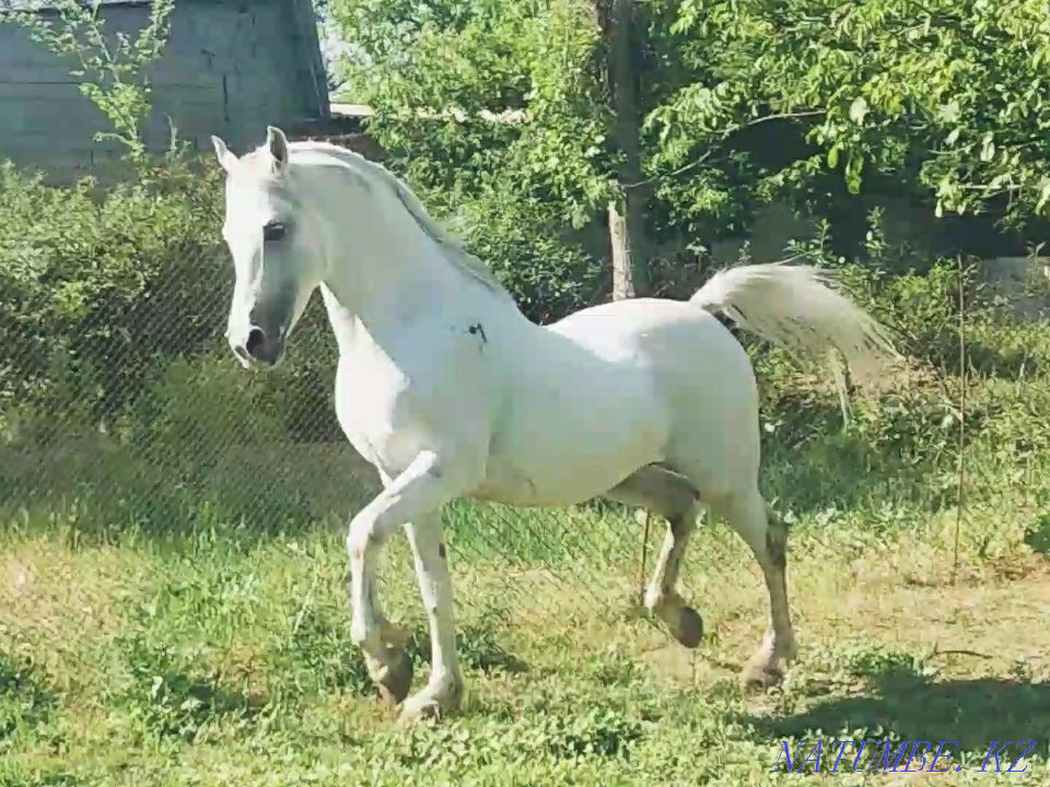 Араб Айғыр Сатыладалары Шымкент - изображение 6