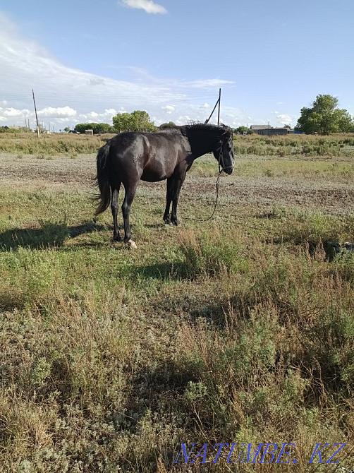 Trained horse for sale Панфилово - photo 2