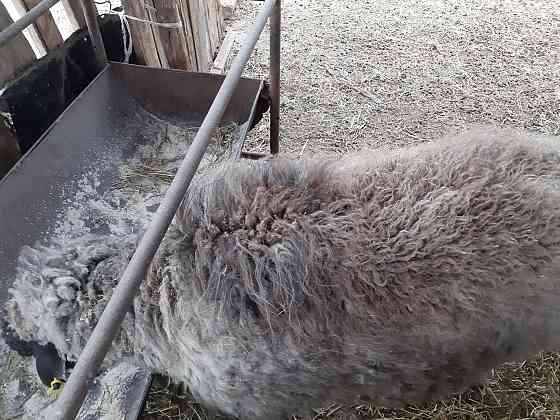 Продам овцу на откорме  Үштөбе