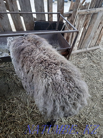 Продам овцу на откорме Уштобе - изображение 3