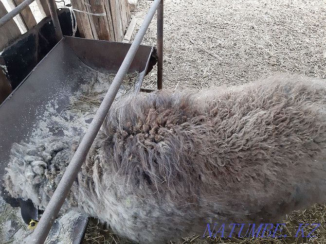 Продам овцу на откорме Уштобе - изображение 2