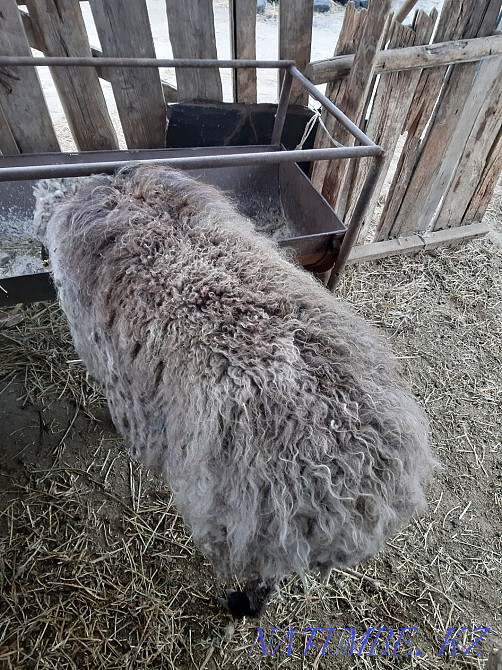 Қойларды бордақылау үшін сатыңыз  Үштөбе - изображение 3