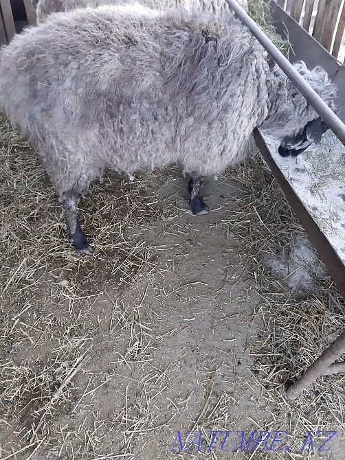 Қойларды бордақылау үшін сатыңыз  Үштөбе - изображение 5