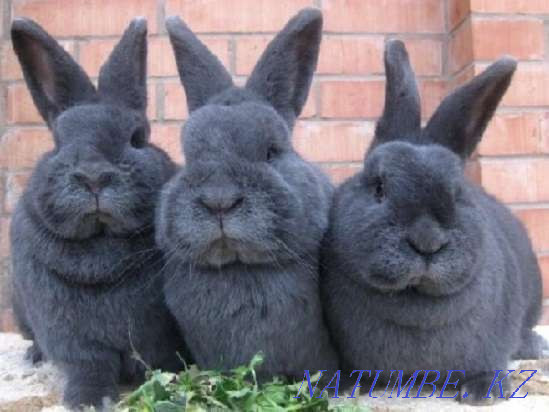 Қояндар, Вена көк қояны  Алматы - изображение 2