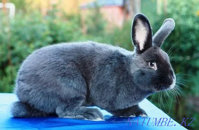 Қояндар, Вена көк қояны  Алматы - изображение 3