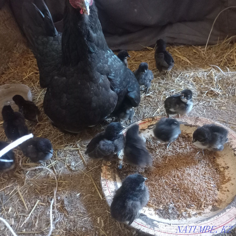 Тауық сатады 12шөжесімен Шымкент - изображение 1