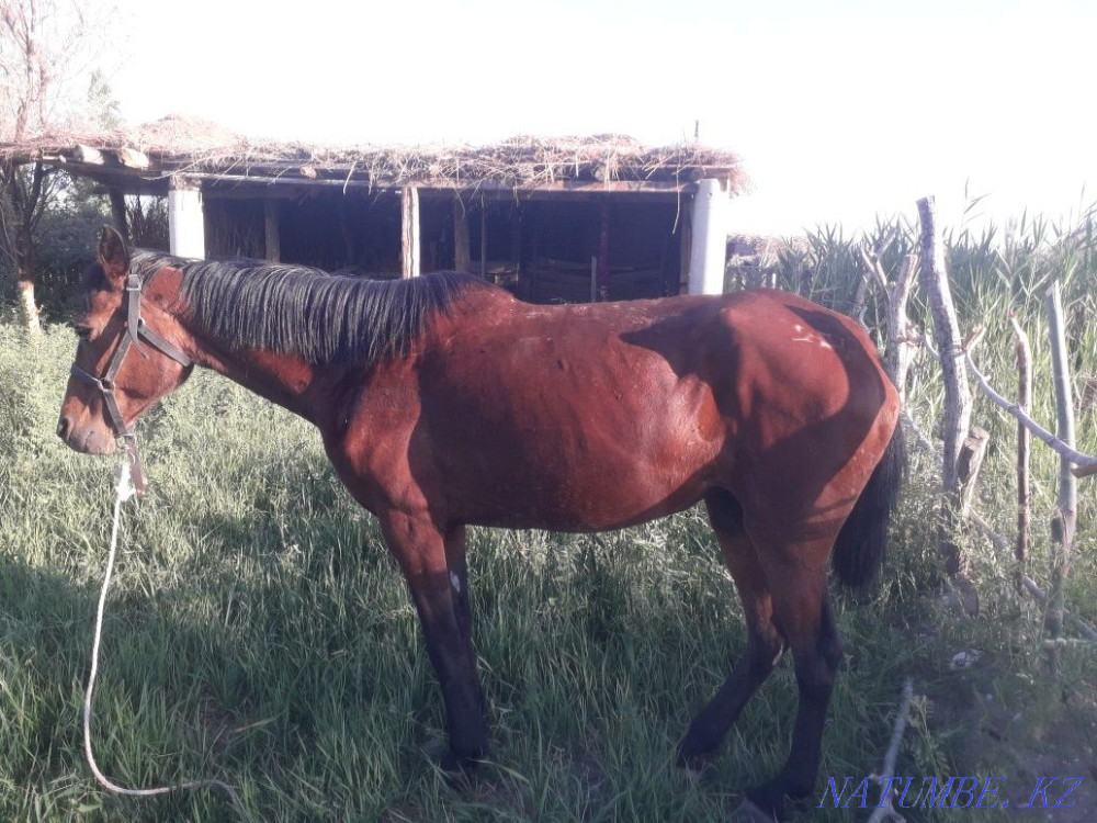 Bie satylada nemese exchange Kyzylorda - photo 2