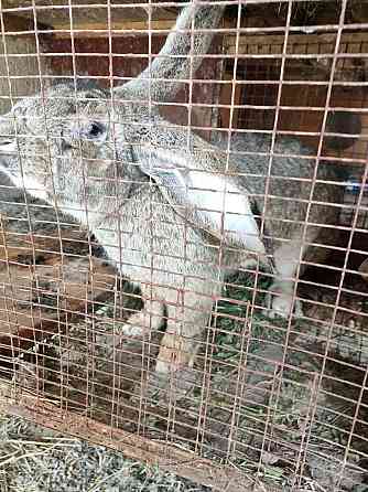 Продам крола породы Фландр Панфилово