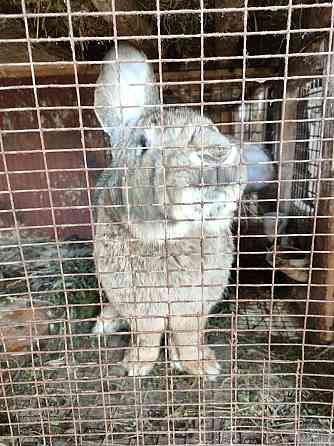 Продам крола породы Фландр Панфилово