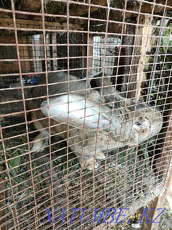 Продам крола породы Фландр Панфилово - изображение 5