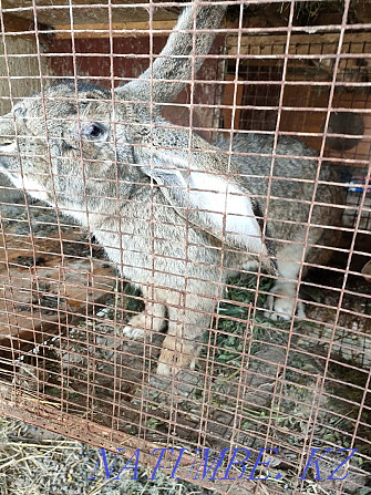 Продам крола породы Фландр Панфилово - изображение 1