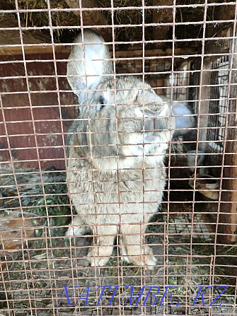 Flanders rabbit for sale Панфилово - photo 6