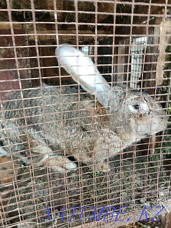 Продам крола породы Фландр Панфилово - изображение 3