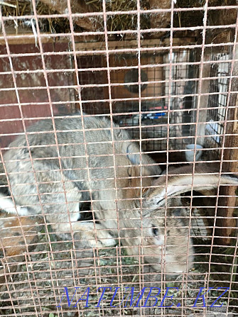 Продам крола породы Фландр Панфилово - изображение 4