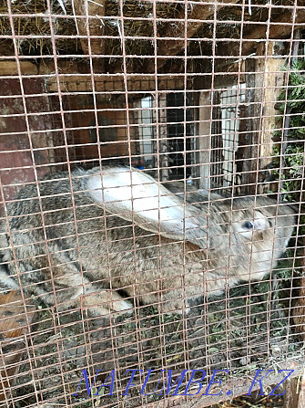 Продам крола породы Фландр Панфилово - изображение 2