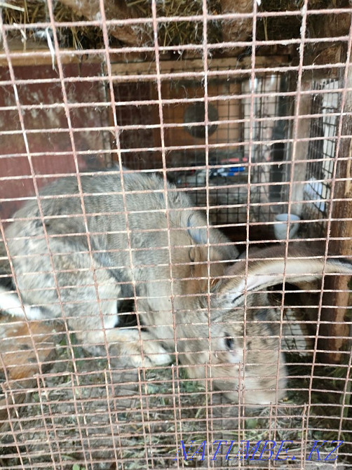 Flanders rabbit for sale Панфилово - photo 4