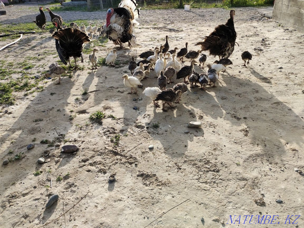 Мен күркетауық сатамын  Үштөбе - изображение 3