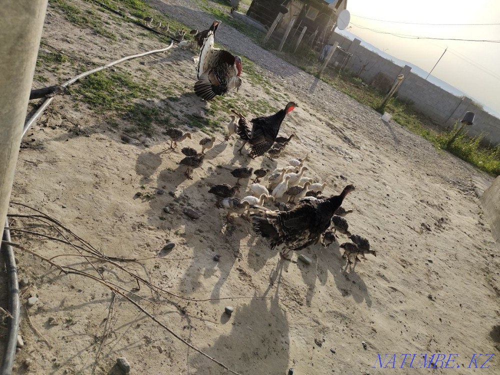 Мен күркетауық сатамын  Үштөбе - изображение 1