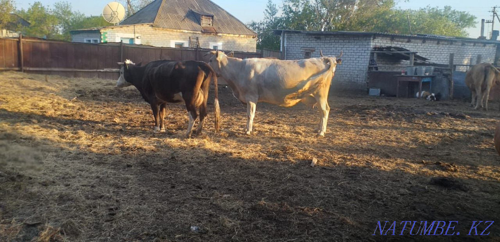 Продам Дойных Коров 4 головы Трофимовка - изображение 4