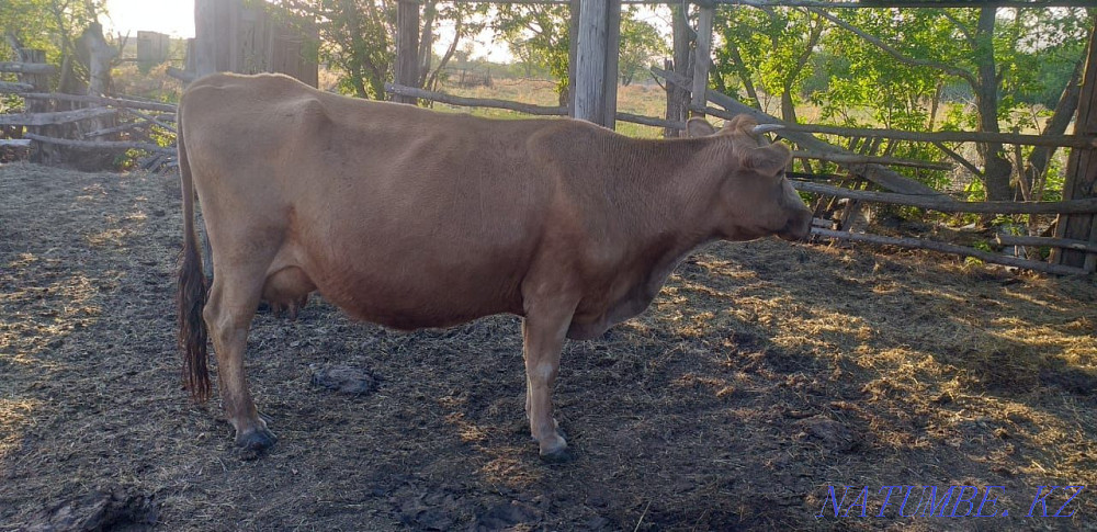 Продам Дойных Коров 4 головы Трофимовка - изображение 3