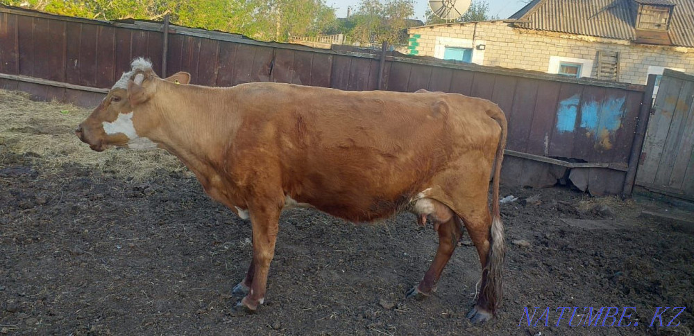 Продам Дойных Коров 4 головы Трофимовка - изображение 2