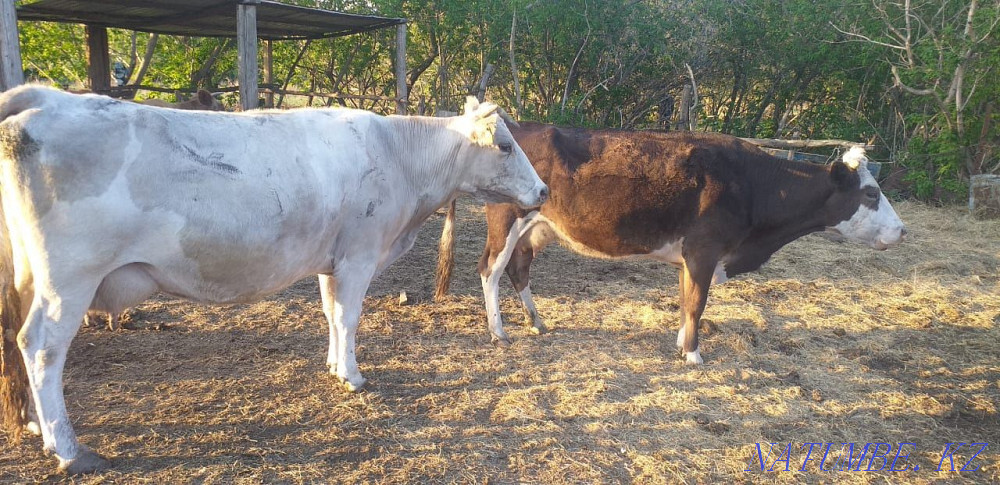 Продам Дойных Коров 4 головы Трофимовка - изображение 1