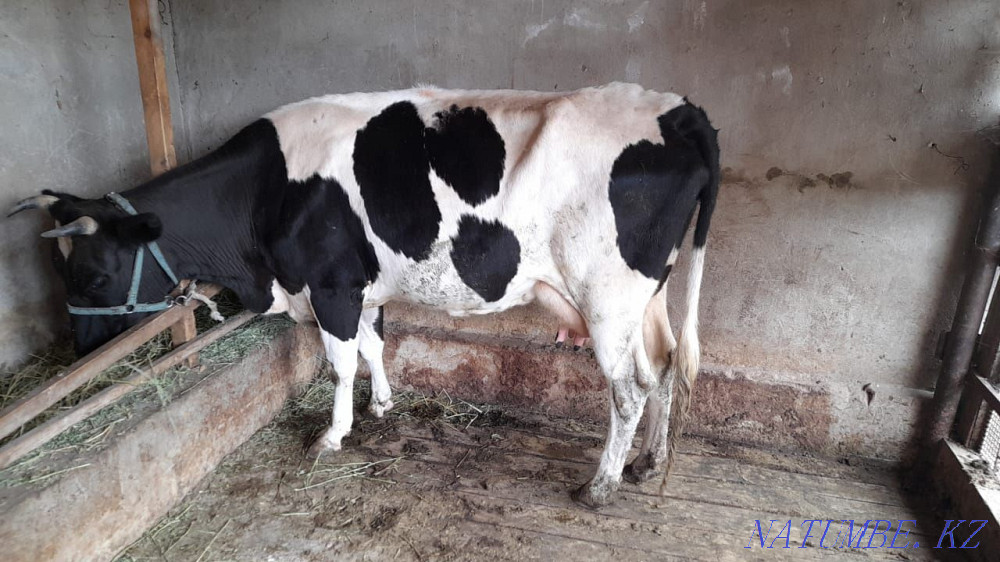 Buzauly siyr satylady Сарыкемер - photo 2