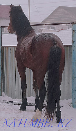 URGENTLY I will sell the STALLION on a tribe! Kostanay - photo 3