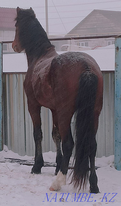 URGENTLY I will sell the STALLION on a tribe! Kostanay - photo 3
