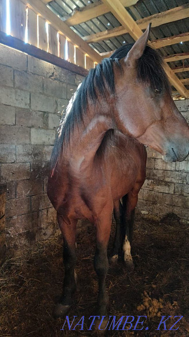 URGENTLY I will sell the STALLION on a tribe! Kostanay - photo 1