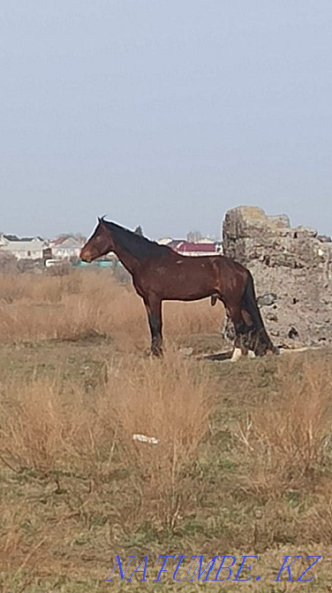 URGENTLY I will sell the STALLION on a tribe! Kostanay - photo 4