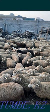 Sheep KOY (24/7) tokty sec tusak semiz satylady Almaty Almaty - photo 1