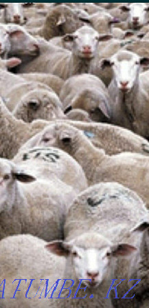 Sheep KOY (24/7) tokty sec tusak semiz satylady Almaty Almaty - photo 2