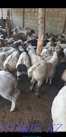 Sheep KOY (24/7) tokty sec tusak semiz satylady Almaty Almaty - photo 4