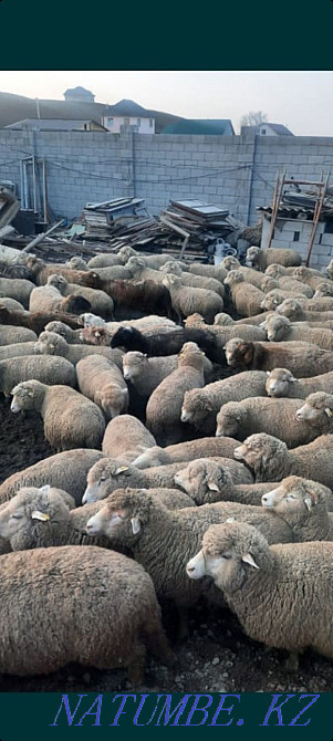 Қой ҚОЙ ( 24/7) токты сек тусақ семиз сатылды Алматы  Алматы - изображение 1