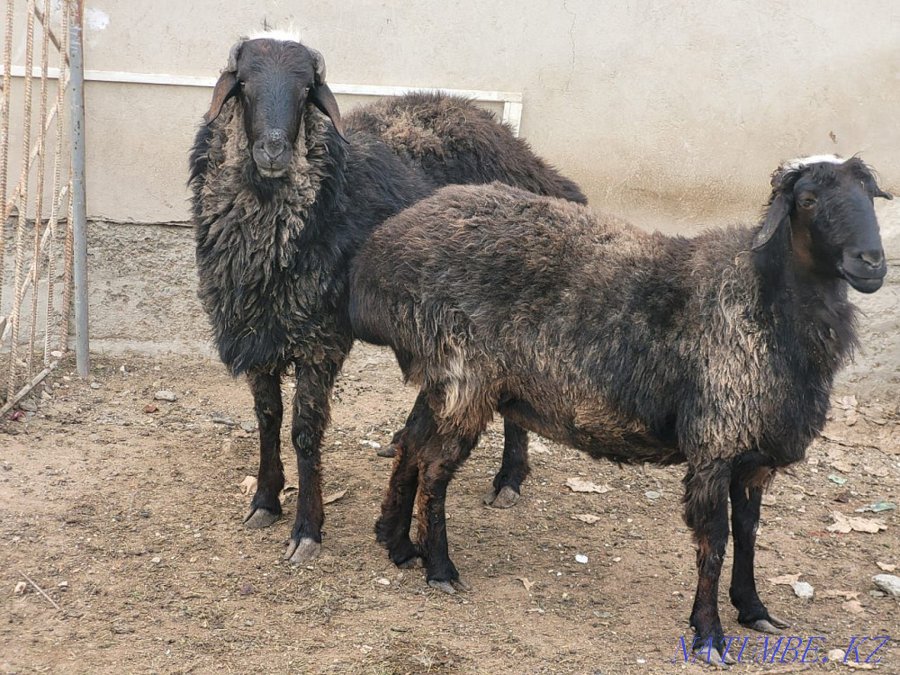 Semiz? osh? ar me? Aqtau - photo 2