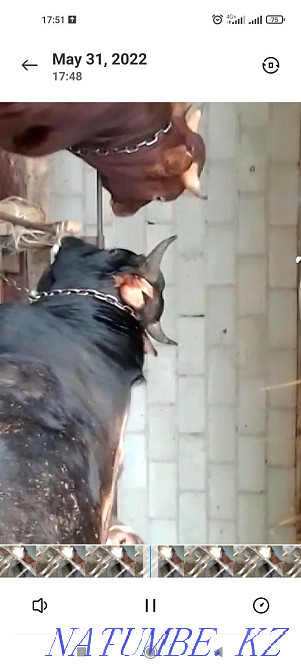 Ет үшін бұқаларды сатыңыз  Алматы - изображение 4