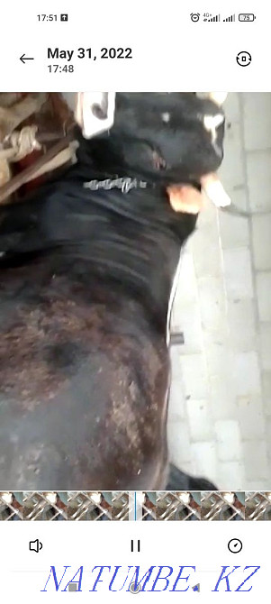 Ет үшін бұқаларды сатыңыз  Алматы - изображение 2