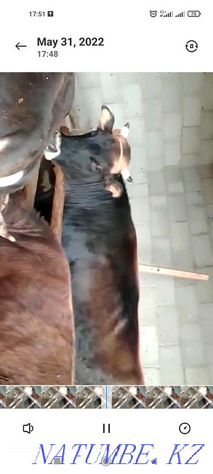 Ет үшін бұқаларды сатыңыз  Алматы - изображение 1