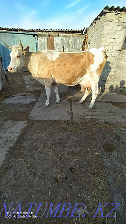 Продам корову Мичурино - изображение 1