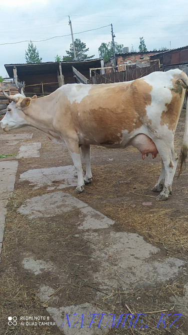 I will sell a cow Мичурино - photo 4