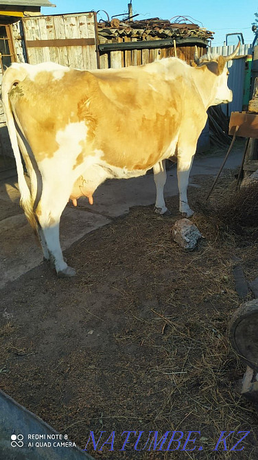 I will sell a cow Мичурино - photo 2