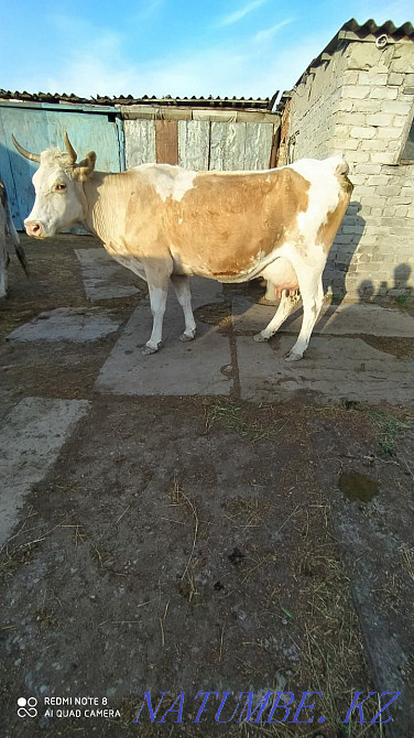 I will sell a cow Мичурино - photo 1