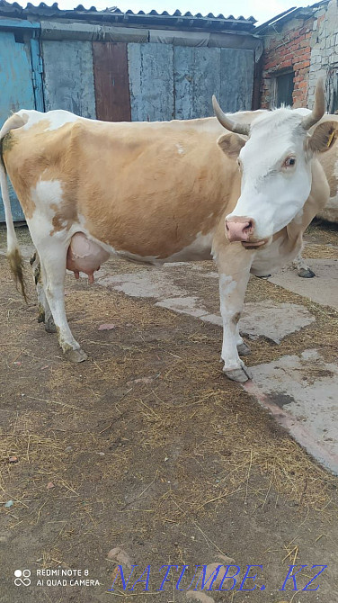 I will sell a cow Мичурино - photo 3