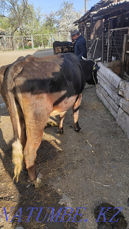 cow for sale Tekeli - photo 2